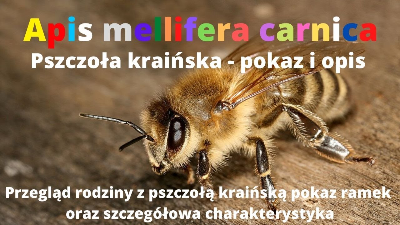 Apis mellifera carnica Pszczoła kraińska opis i charakterystyka ODCINEK 33 @DolnośląskieMiody