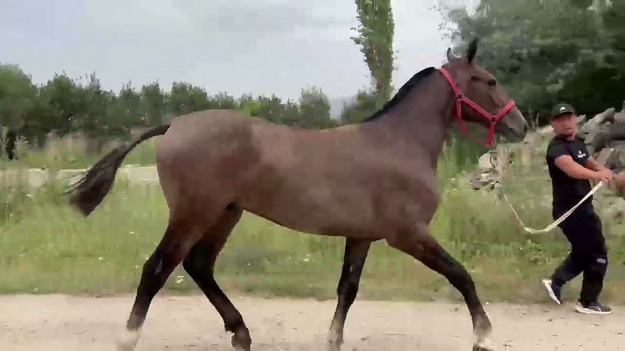 Тай сатылат Аксы тел+996 220 049 392      баасы 130мин сом кеми бар.