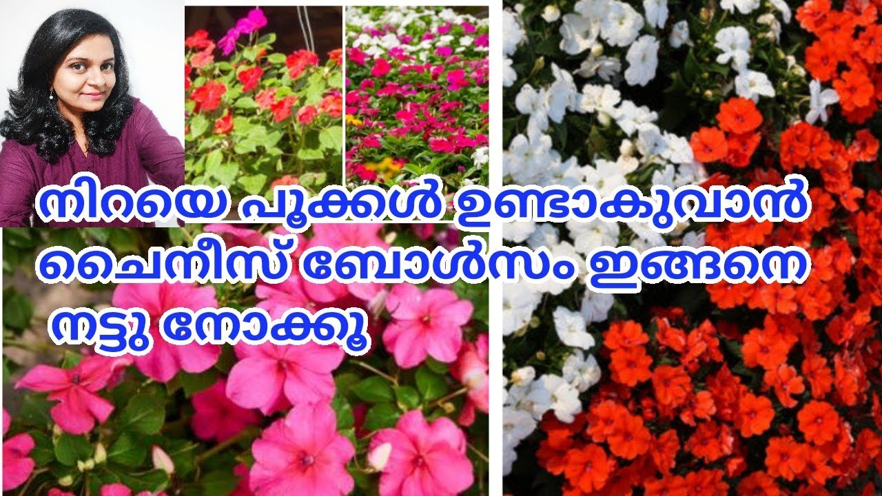 ചൈനീസ് ബോൾസം നടുന്ന രീതി|How to Care and Propogate Chinese Balsam Plant| Impatiens plant/Salu koshy|