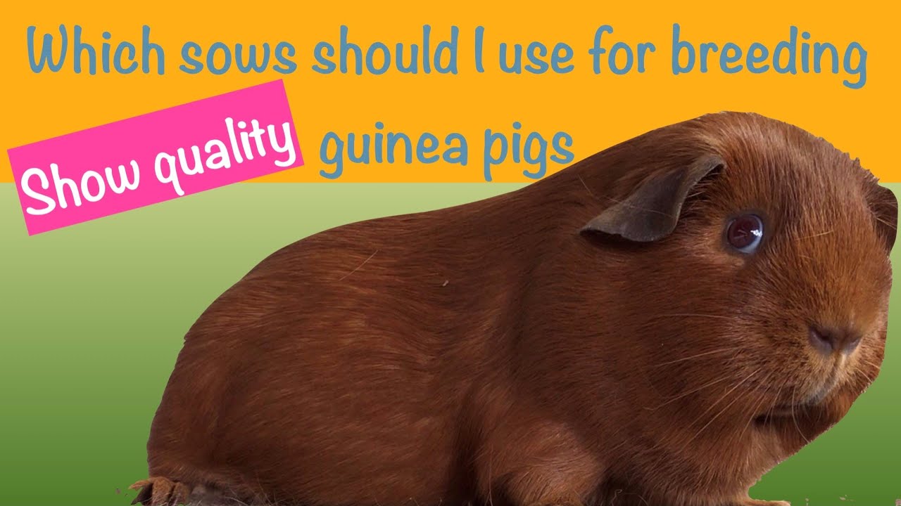 Selecting Sows for Breeding Show Quality Guinea Pigs