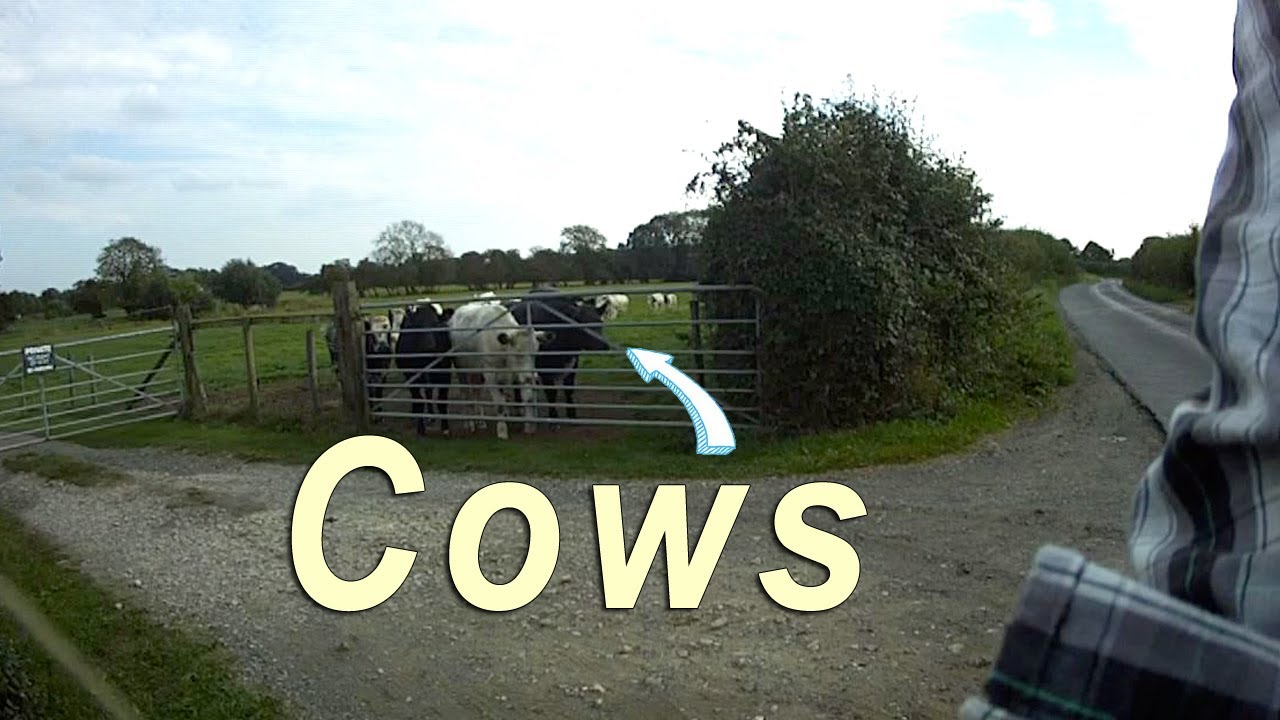 Cows - Naburn Marina Overflight HD (cut 2)