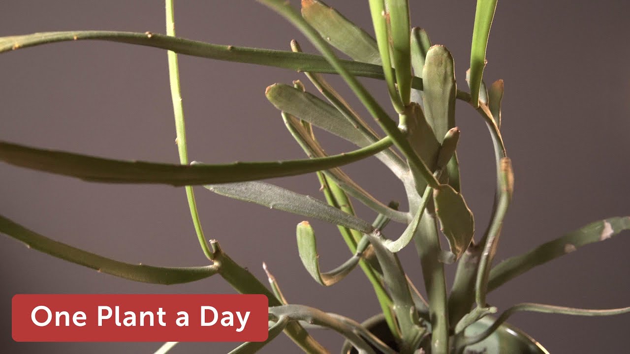 Euphorbia xylophylloides Houseplant Care — 249 of 365