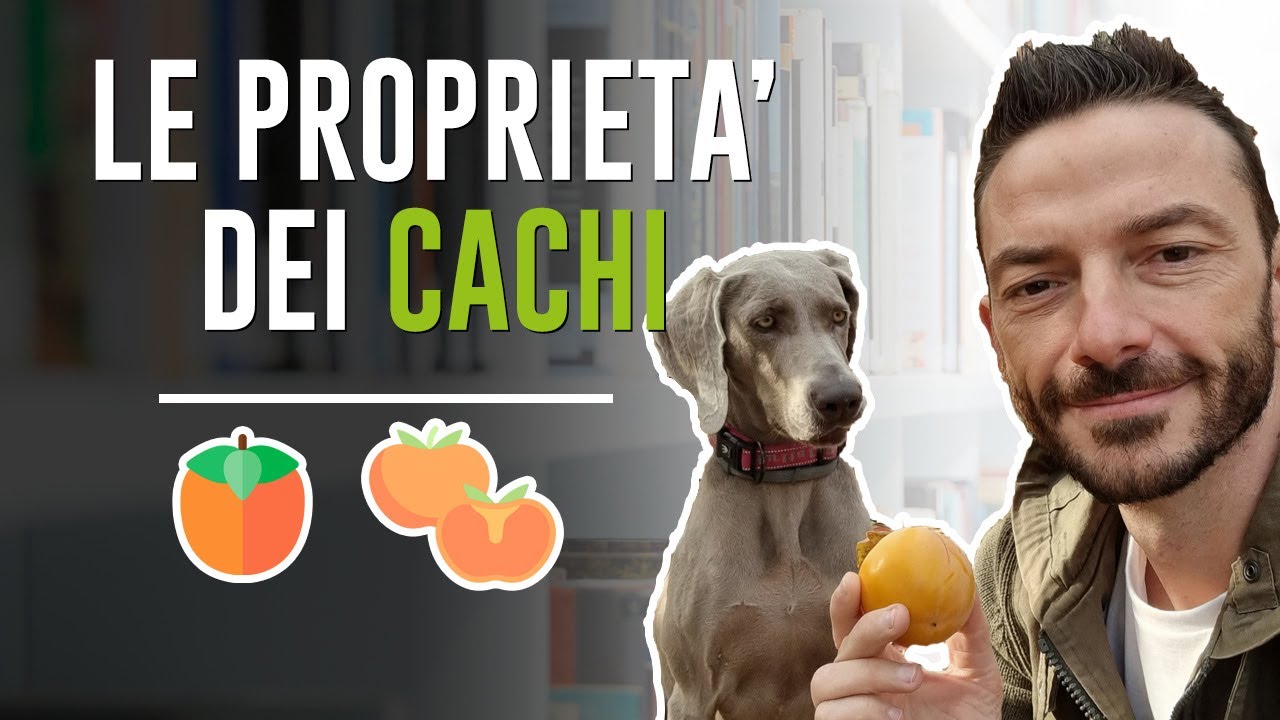 LE PROPRIETA' DEI CACHI