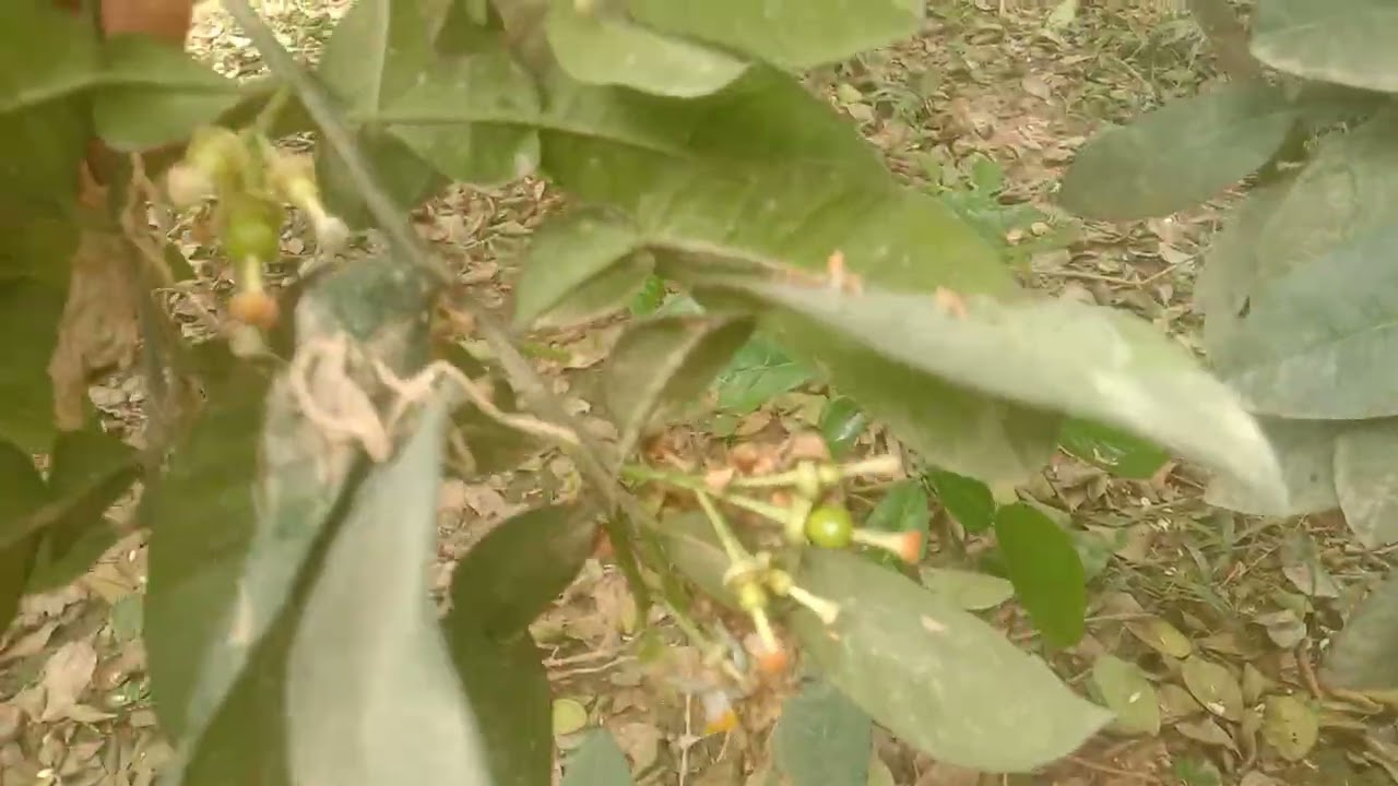 20 người thụ phấn ở trn