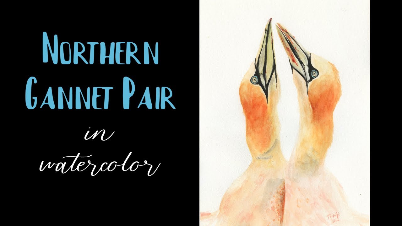 Gannet Seabird Pair / Watercolor Painting / Speed painting