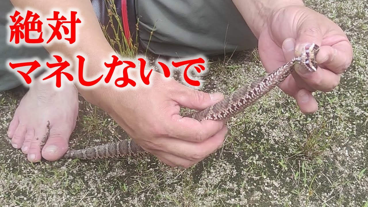 【マムシ】噛まれない捕まえ方扱い方を徹底解説します