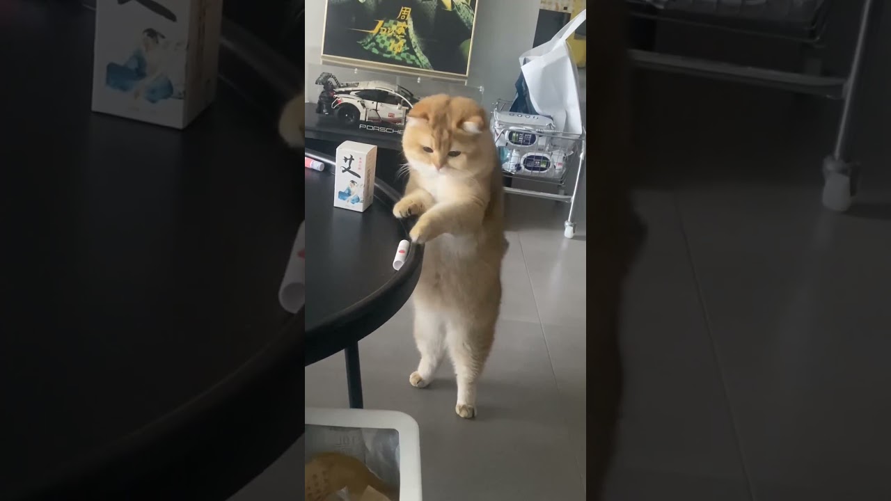 Anti cat table