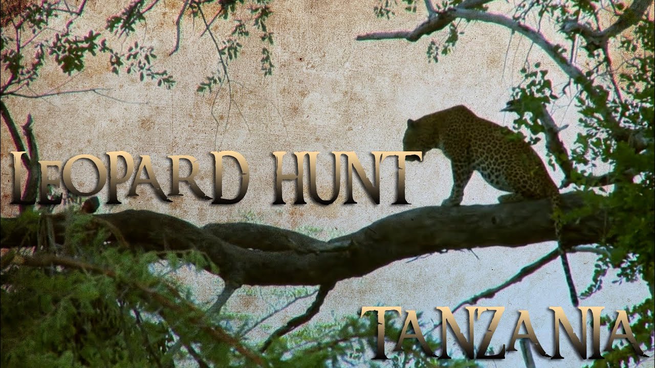 Tanzania Leopard Hunt with Game Trackers Africa
