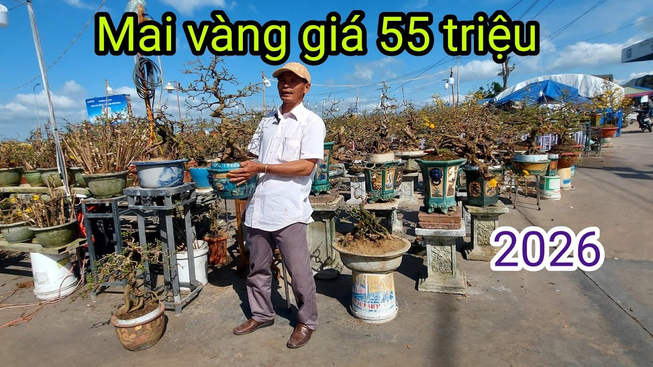 Mai vàng An Nhơn, Chú Bình Chào bán (phần2), LH:0388390489