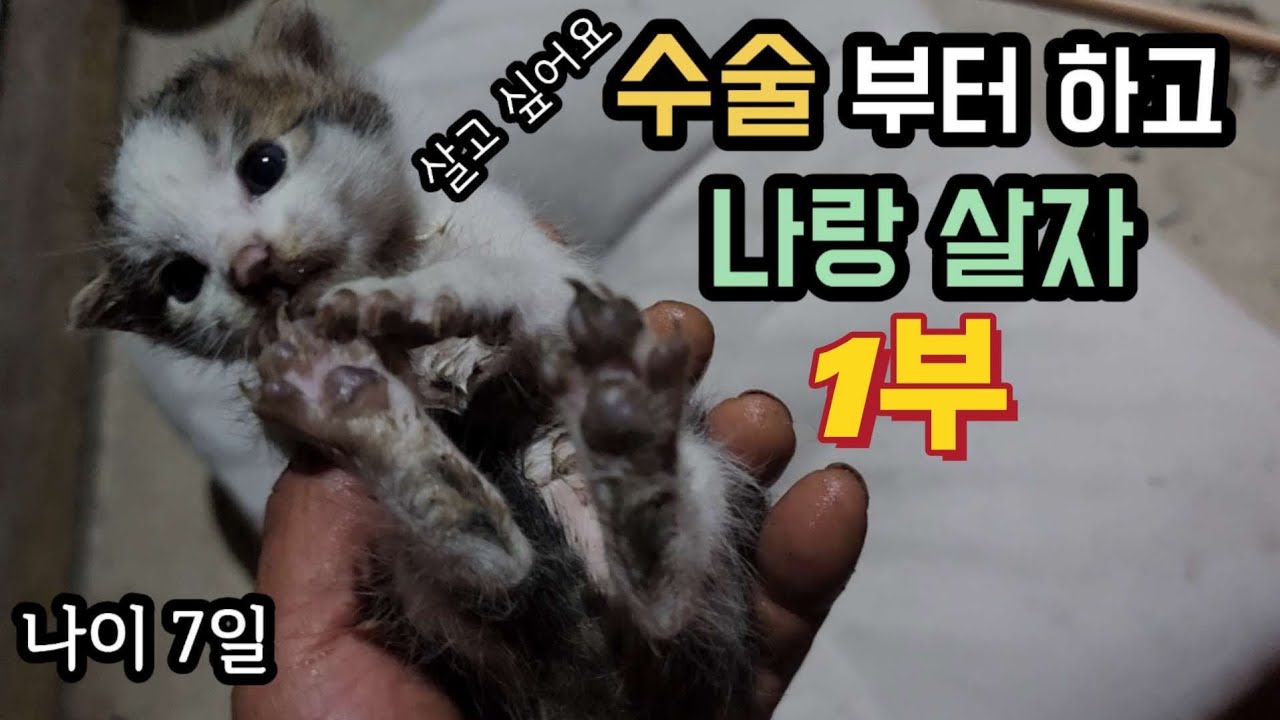 죽어가는 아기고양이 비오는날 구조 했더니?
