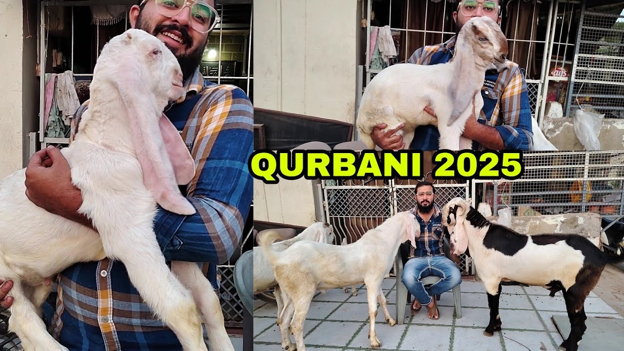 Top Quality Andul Patira | Breeder Patira | Gulabi Patira kids | New Update Sachin Bakra Mandi 2025