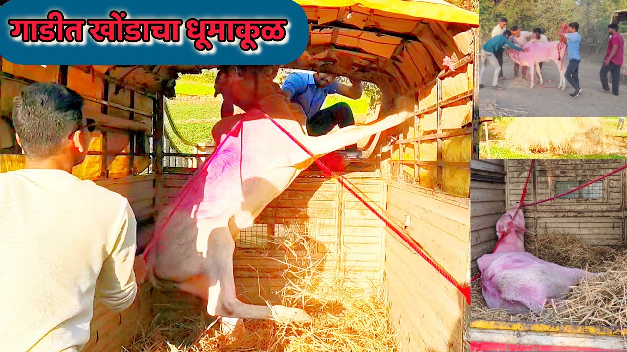 नविन खरेदी खोंडाचा धूमाकूळ खोंड गाडी मध्ये झोपऊन आनावा लागला लय खतरनाक 🔥🤣✌🏻