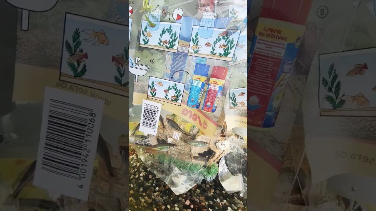 Add new fish devario aequipinnatus (gaint danio)and paracheirodon axelrodi (cardinal neon)#aquarium