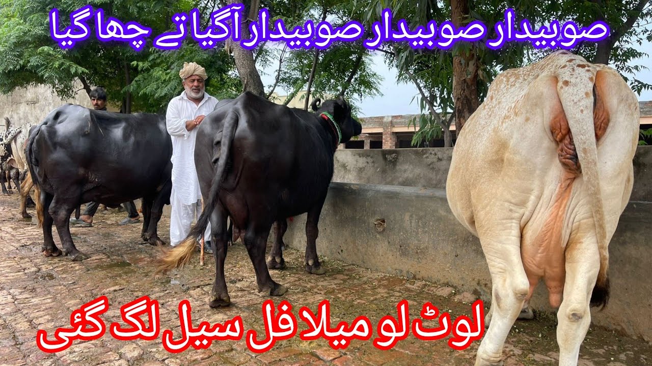 18 July 2025 صو بیدار رفاقت سیالکوٹ دو خوبصورت گائے اور دو خوبصورت جھوٹیاں دستیاب ہیں  Farmingideas