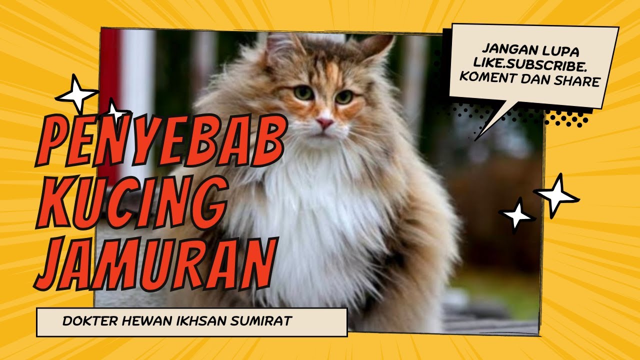 PENYEBAB KUCING JAMURAN