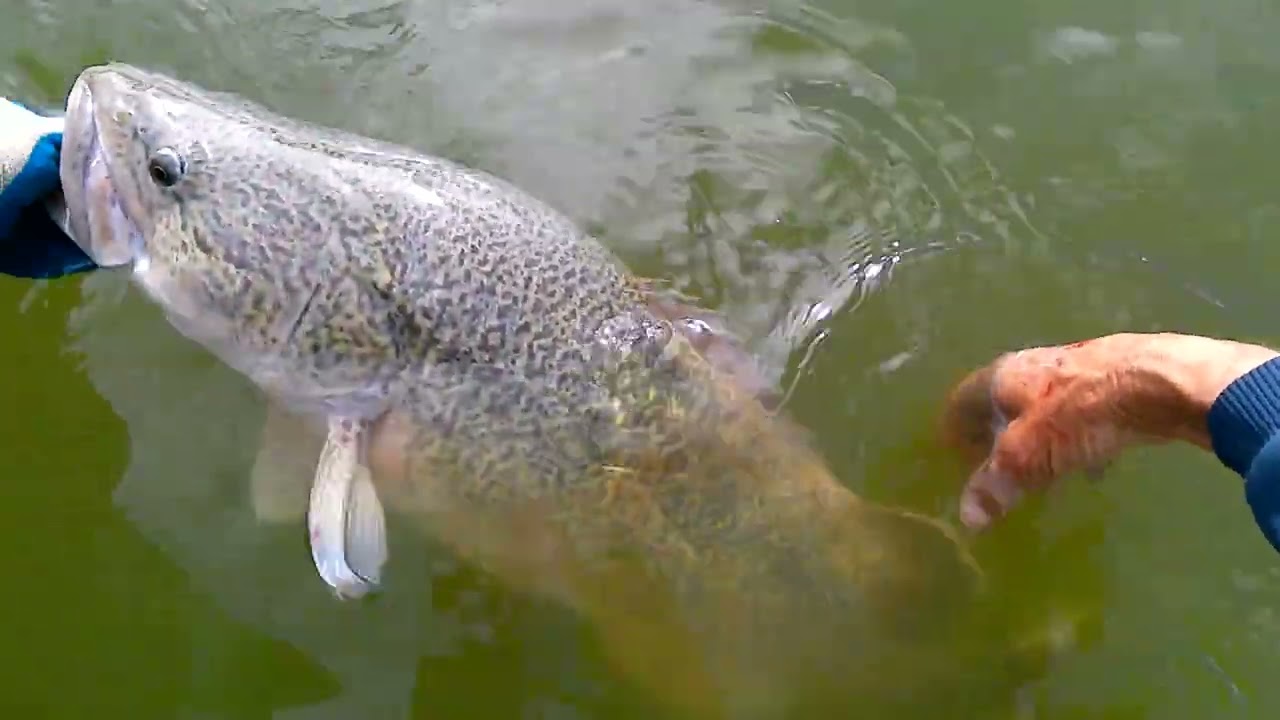 murray cod fishing south australia