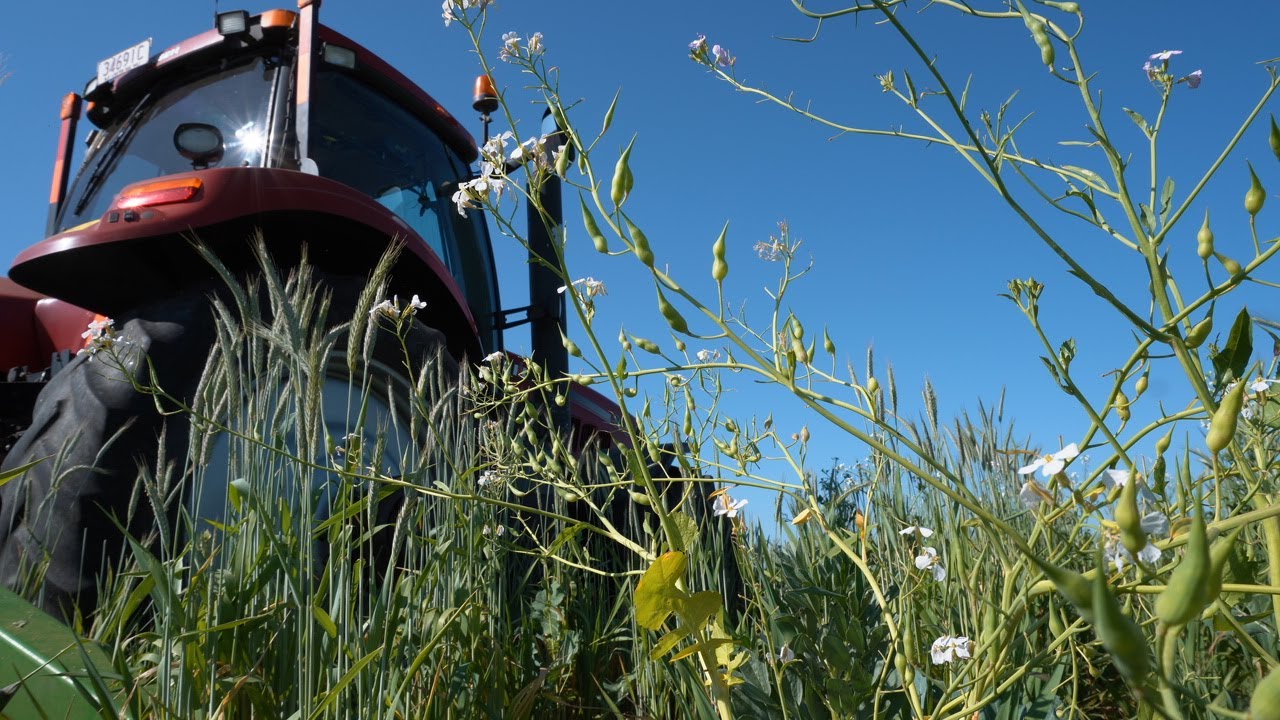 Regenerative Farming a Farming Revolution in Australia - Multi Species Roller Crimper.