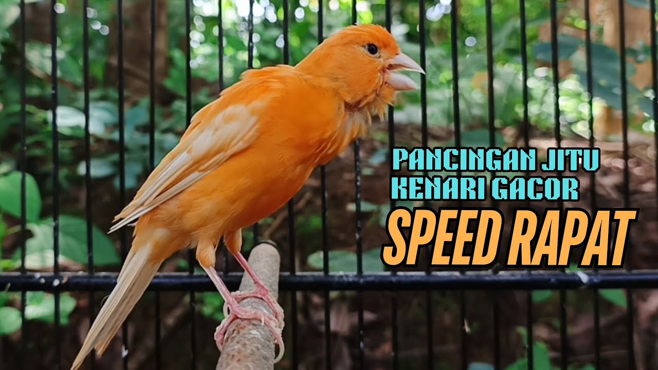 Kenari gacor panjang Pancingan & masteran Kenari Paud AGAR gacor & terapi AMPUH Kenari MACET bunyii