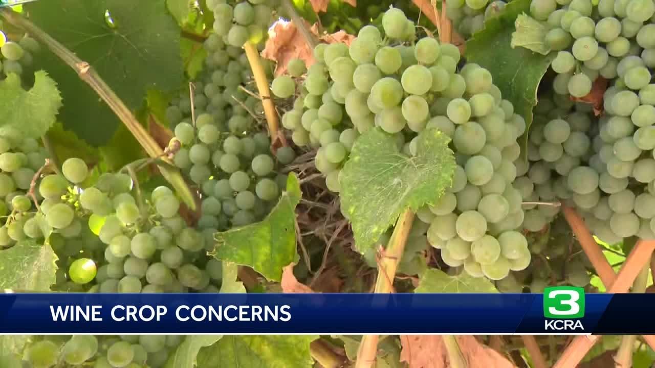 Lodi wine makers concerned about late harvest