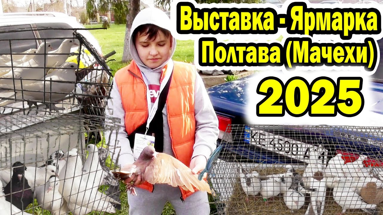 Выставка - Ярмарка Голубей г. Полтава (с. Мачухи) 2025 / Обзор 1 Часть