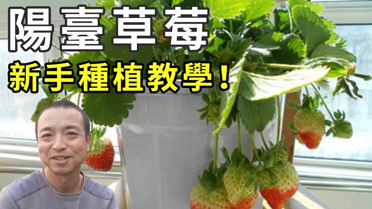 新手这样种草莓！从零开始，演示种植全过程，帮你实现草莓自由！|Strawberry in pots|イチゴの鉢植え【手艺人飞羽】