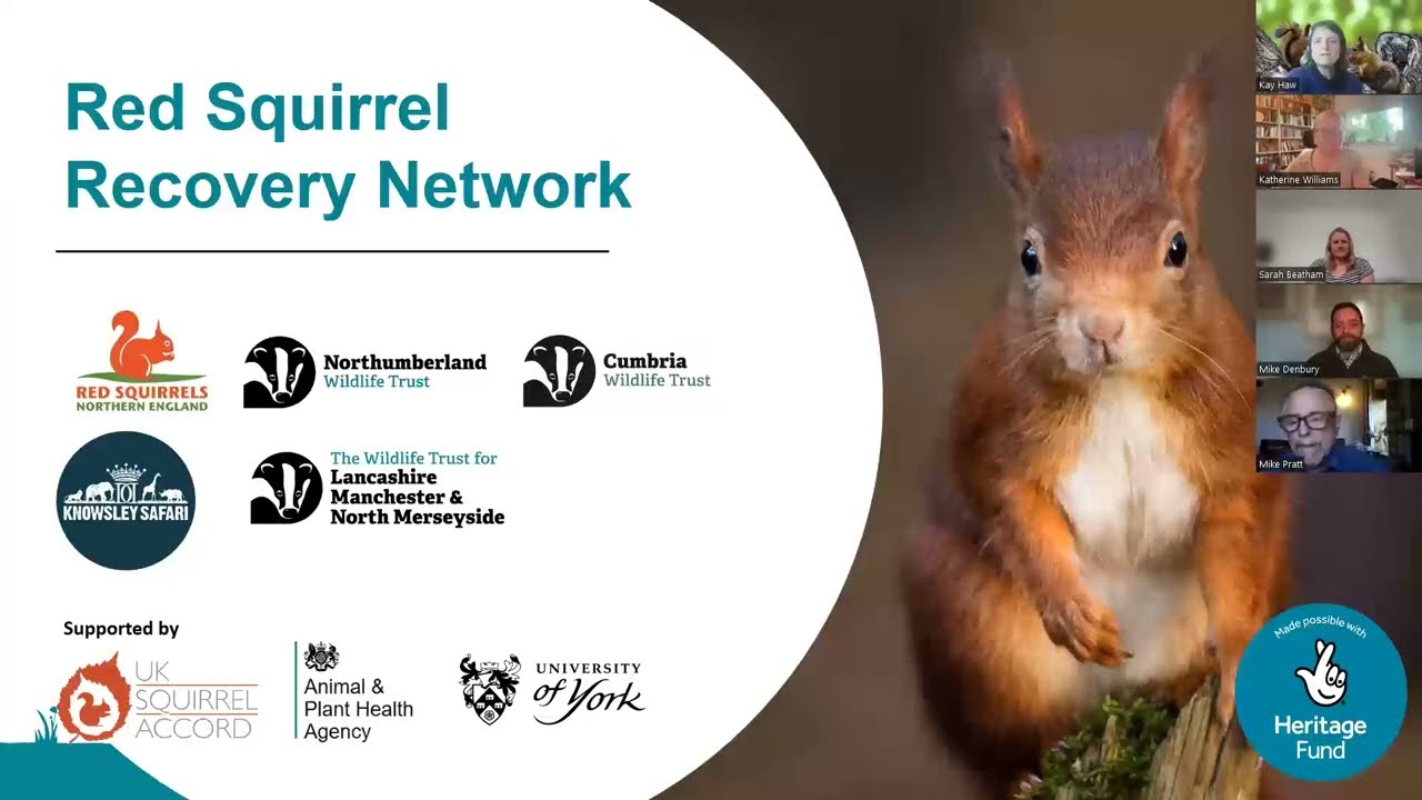 Red Squirrel Recovery Network (RSRN) June 2024 update