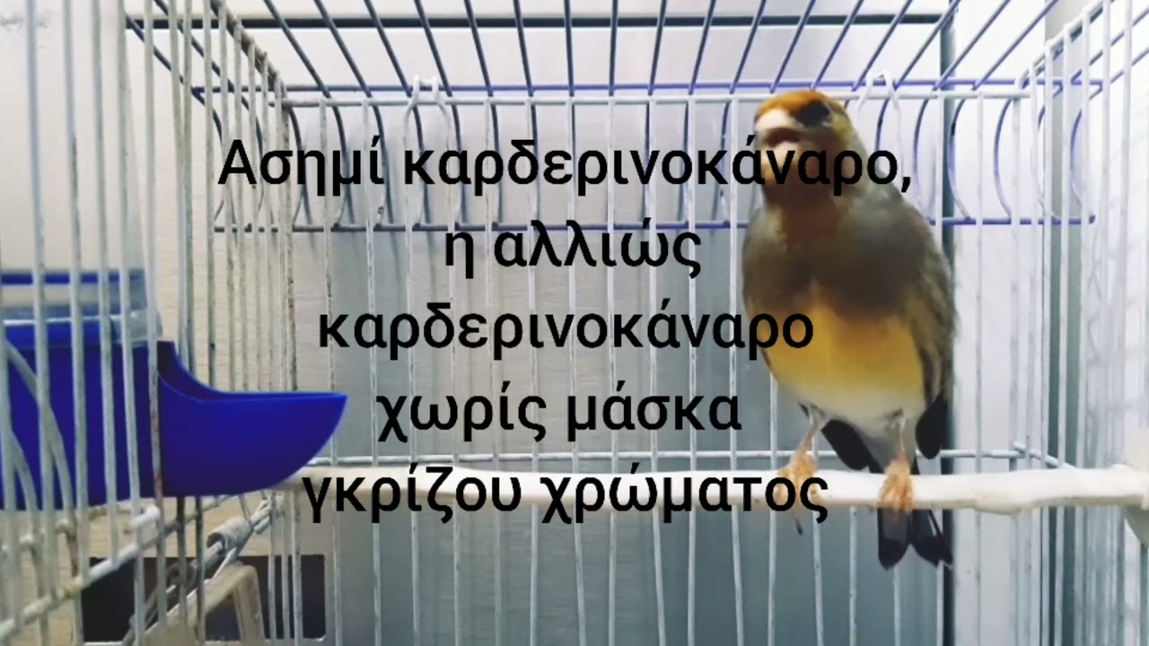 καρδερινοκαναρα και χρωματα