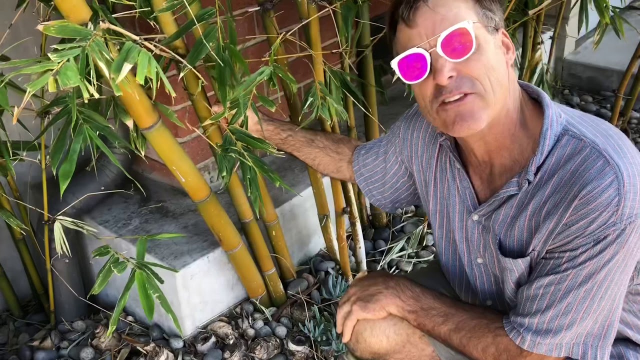 Giant Timber Bamboo, Bambusa oldhameii