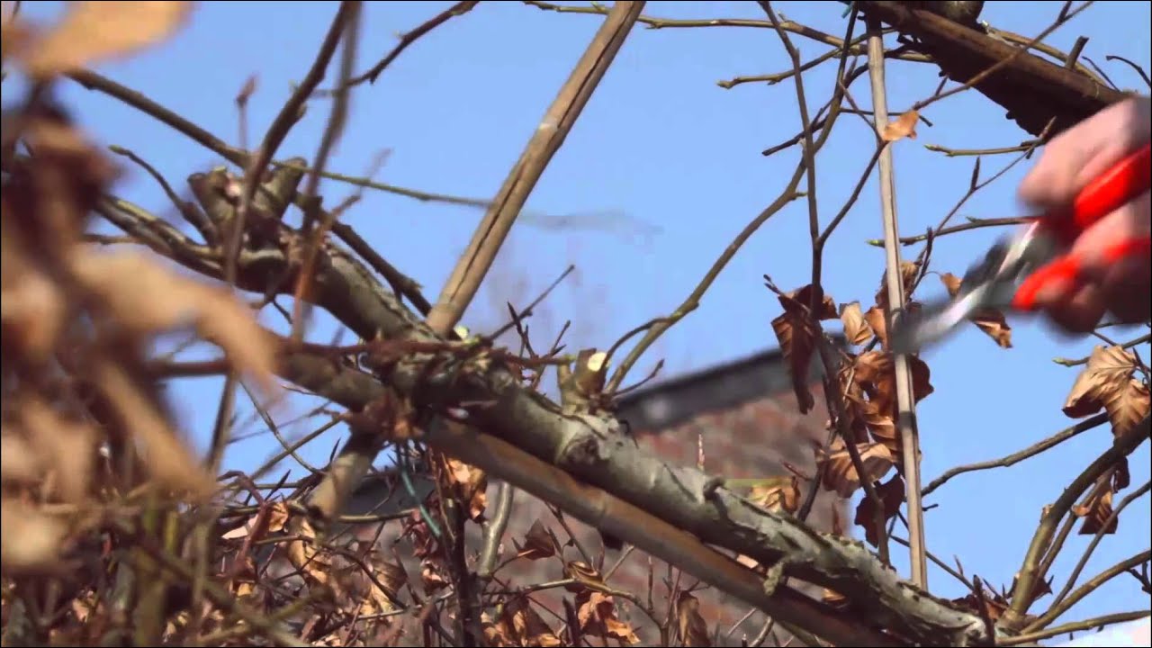 Houtmeyers  Snoei Amberboom Liquidambar