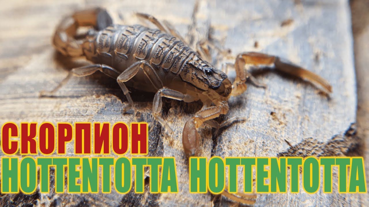 Всё о содержании Hottentotta Hottentotta, возращение легенды.