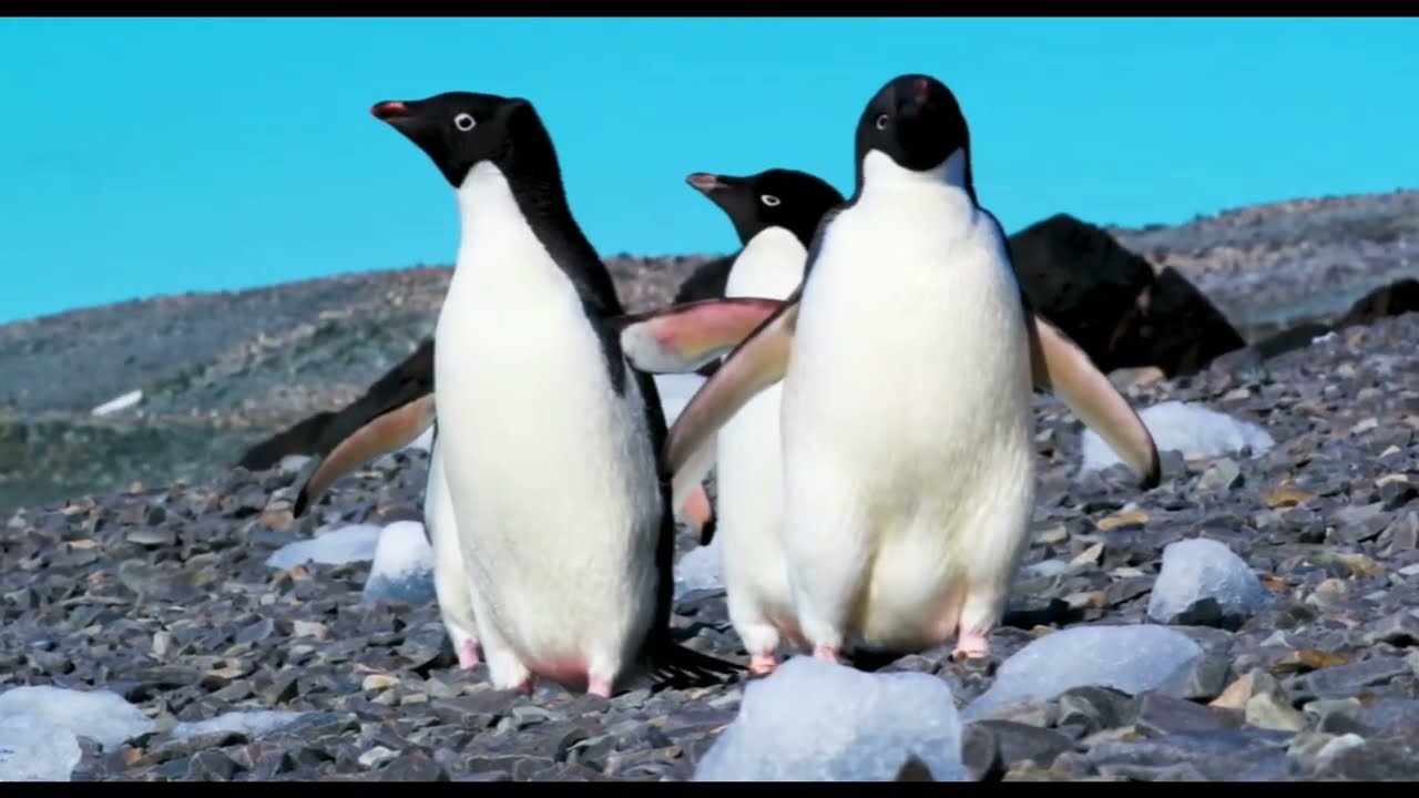 THE SECRETS OF THE PENGUIN