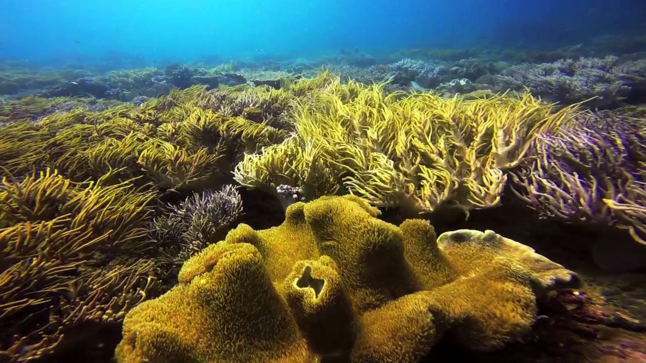 Tompotika Dive Lodge | Muck dive and big stuff Sulawesi - Indonesia