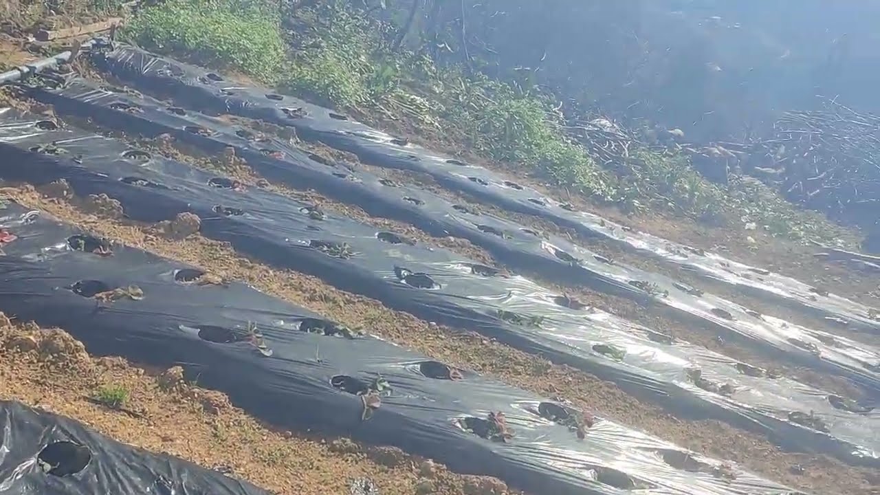 Çilek Dikimini Gerçekleştirdik 