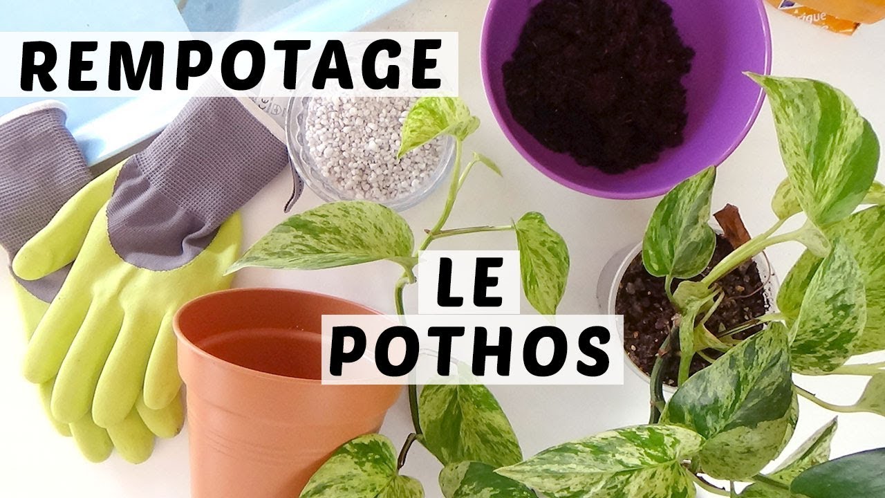 🌿 COMMENT REMPOTER UN POTHOS | TUTO JARDINAGE