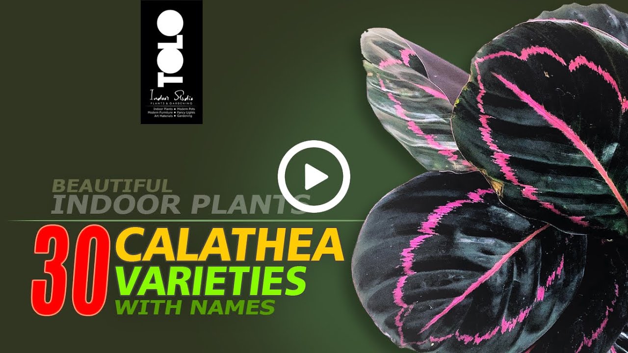 Calathea Varieties and Names | Indoor prayer plants