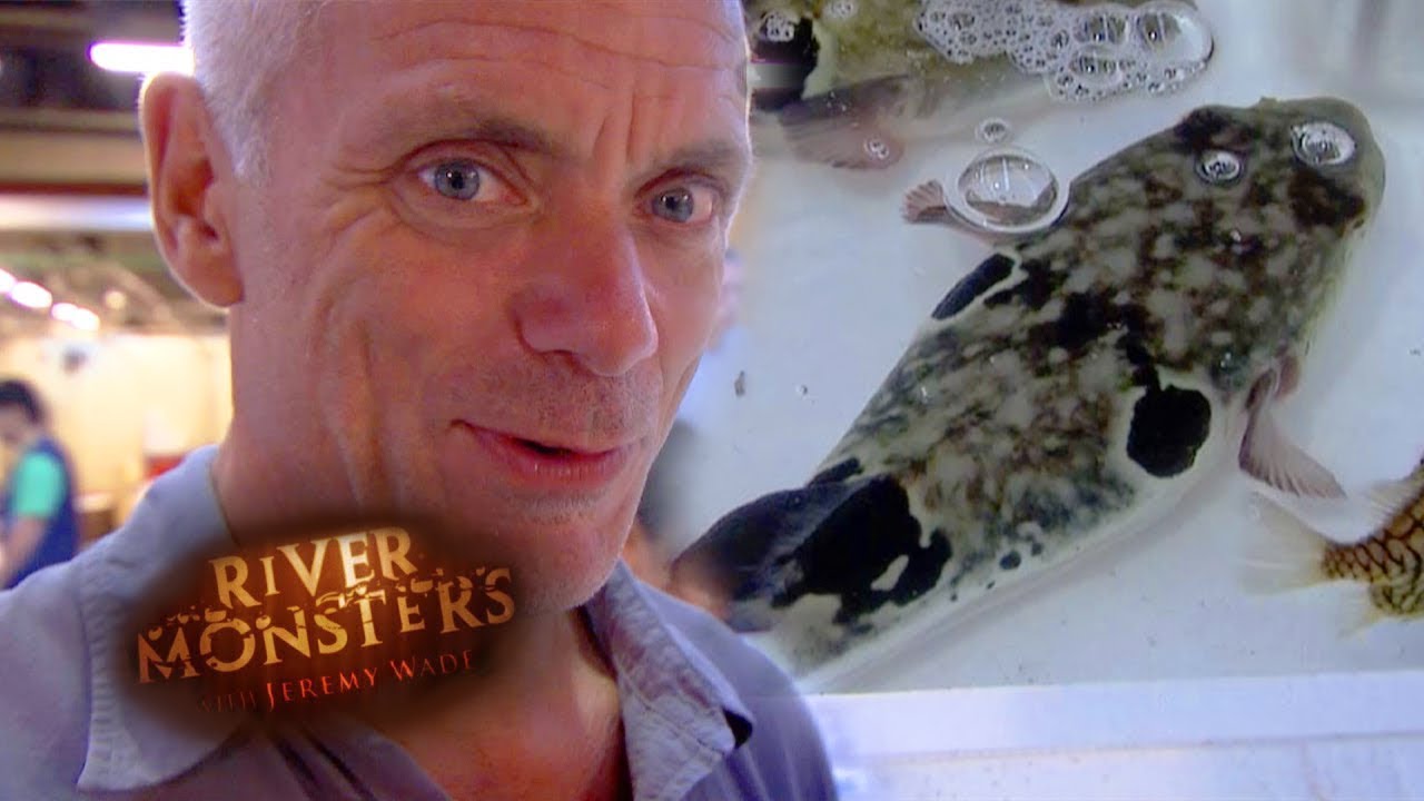 Killer Blowfish At The Tokyo Fish Market | River Monsters