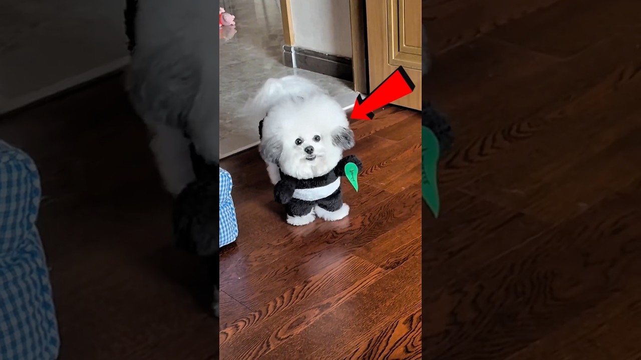 Puppy’s hair colour change 