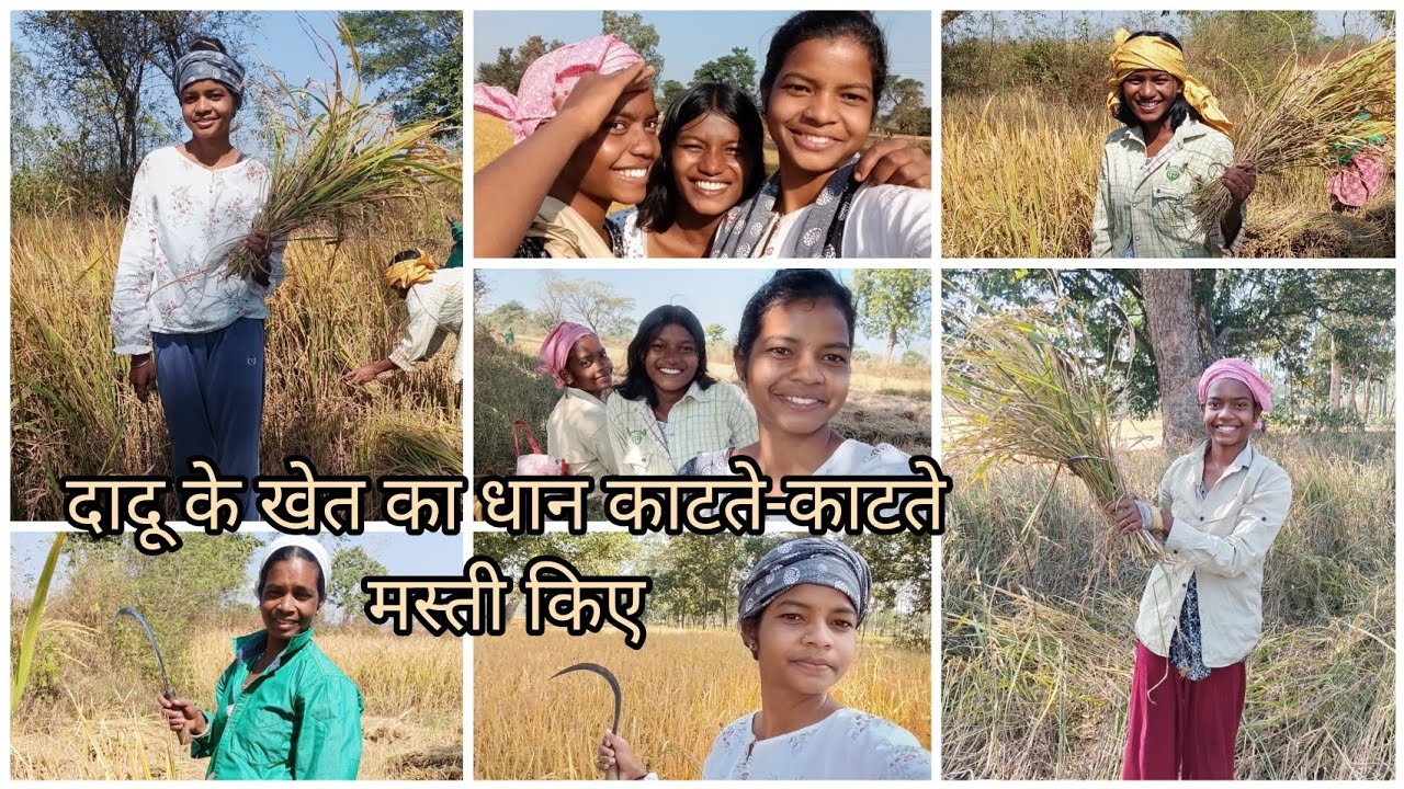 दादू के खेत का धान काटते-काटते मस्ती किए।
