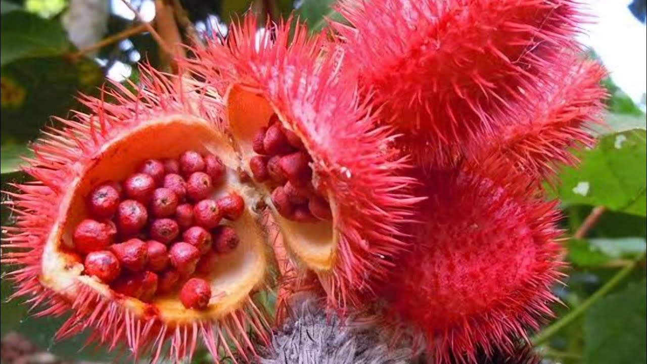 Food Color | Annatto 