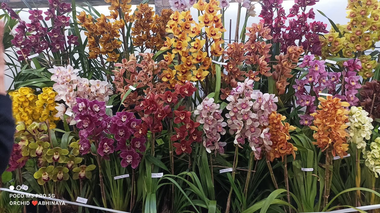 cymbidium flower show mirik #2024