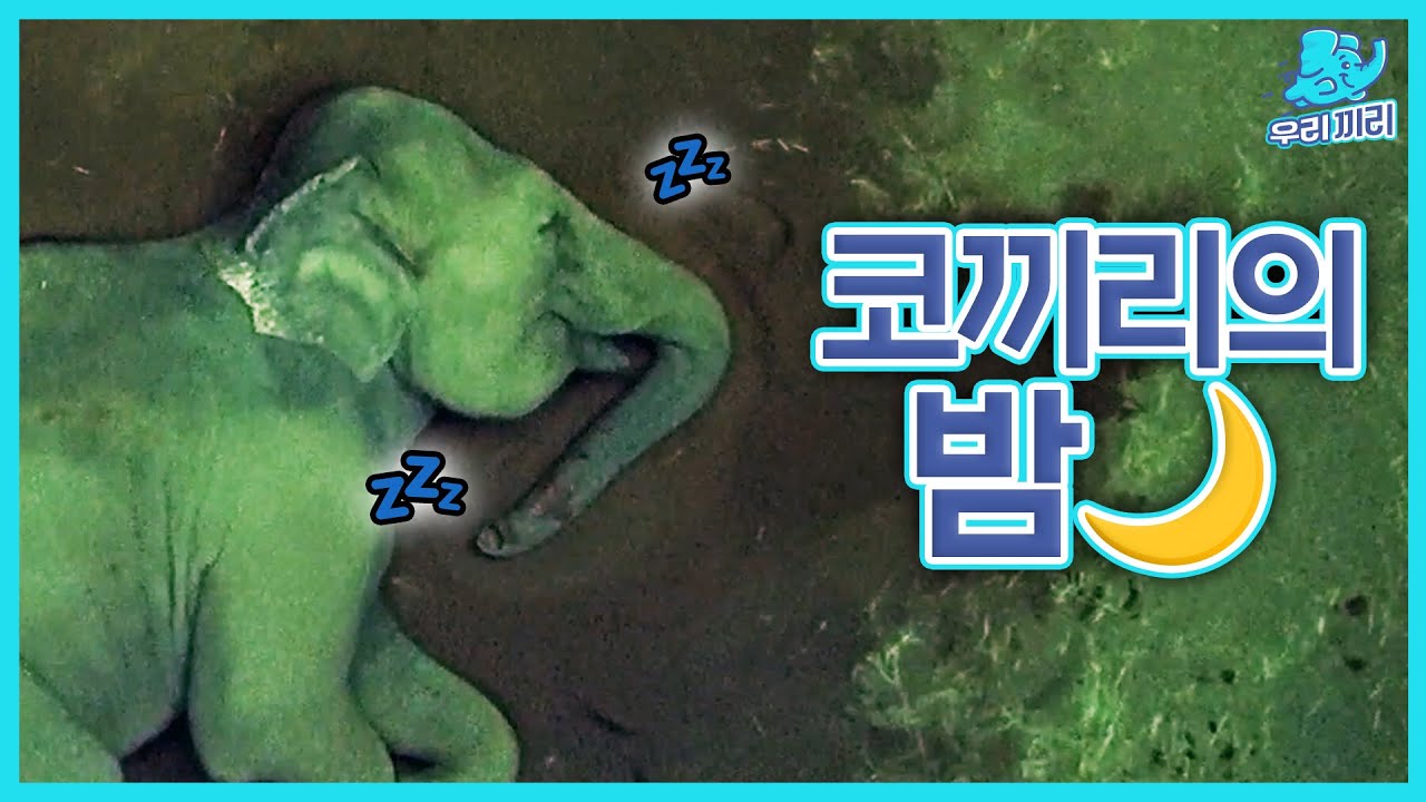(SUB) Что слоны делают ночью?🌙| Everland Lost Valley