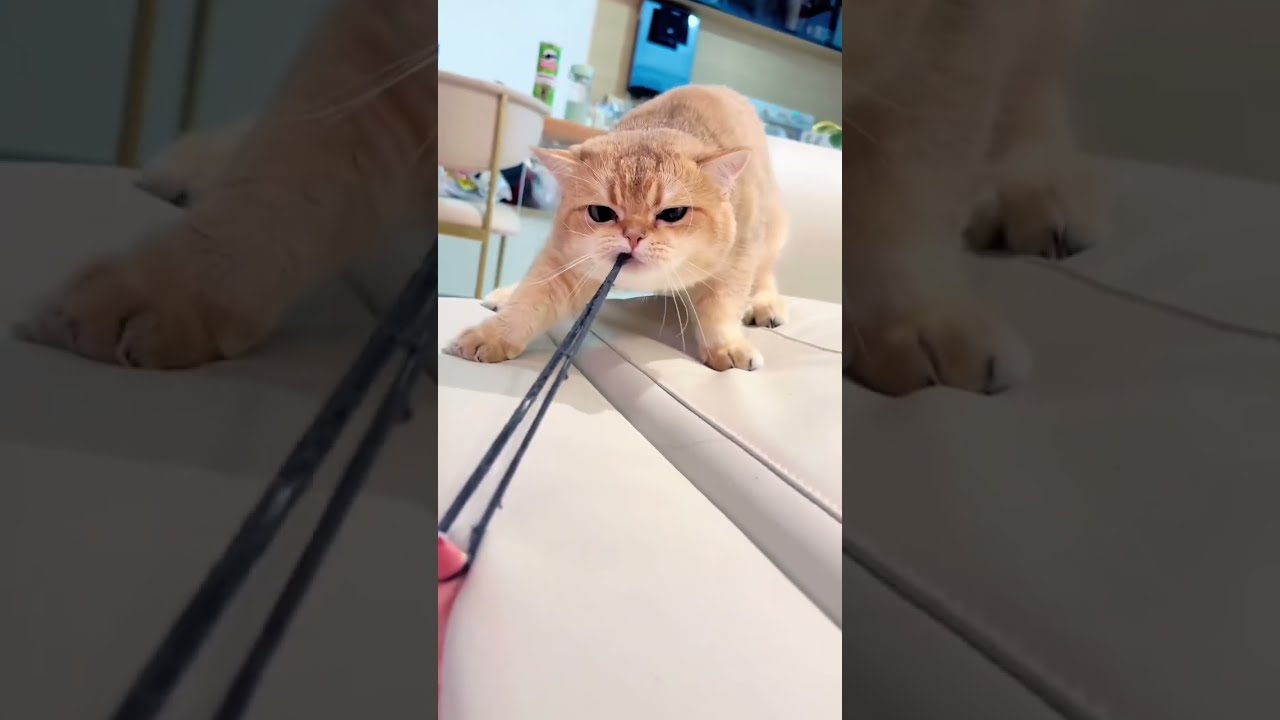 Funny Cat #Funny #Cute #Cat #Trending #ForYou #FYP