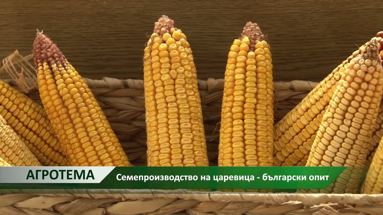 Агротема: Семепроизводство на царевица - български опит, автори: Д. Александрова, М. Спасова