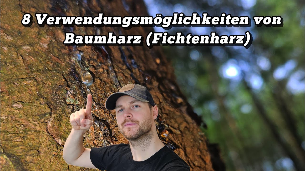 Baumharz (Fichtenharz) - Verwendung, Waldkunde und Survival