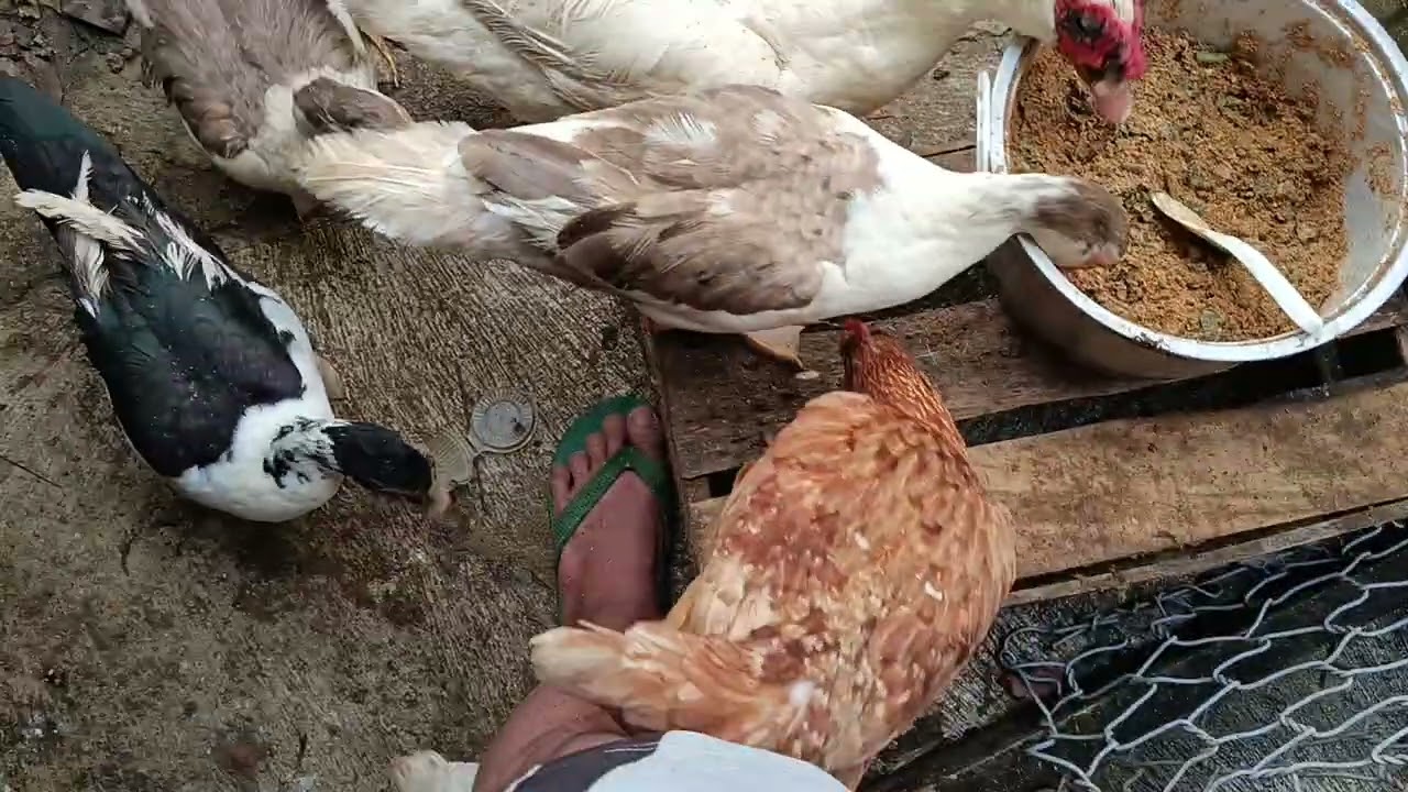 Pemberian pakan entok agar cepat besar