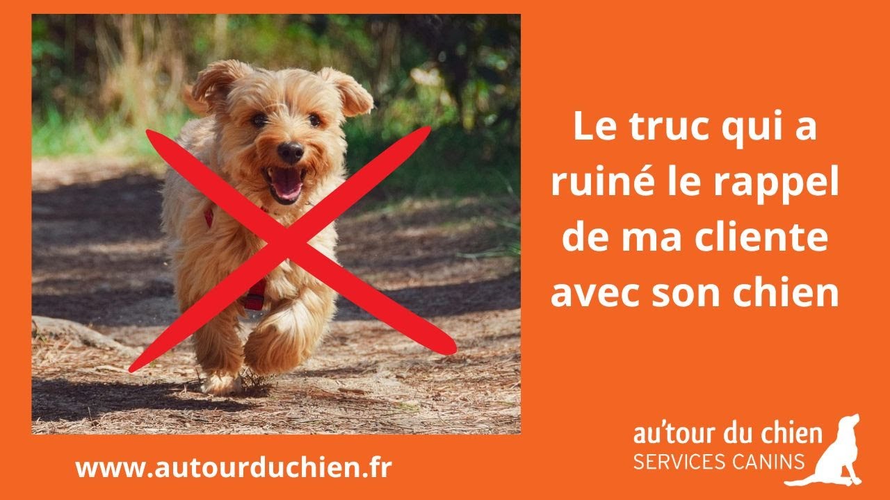 Le truc qui a ruiné le rappel de ma cliente avec son chien