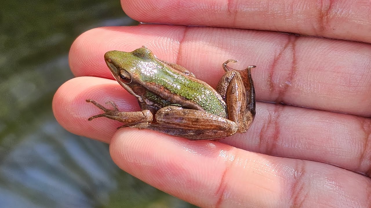 Common green frog amphibian