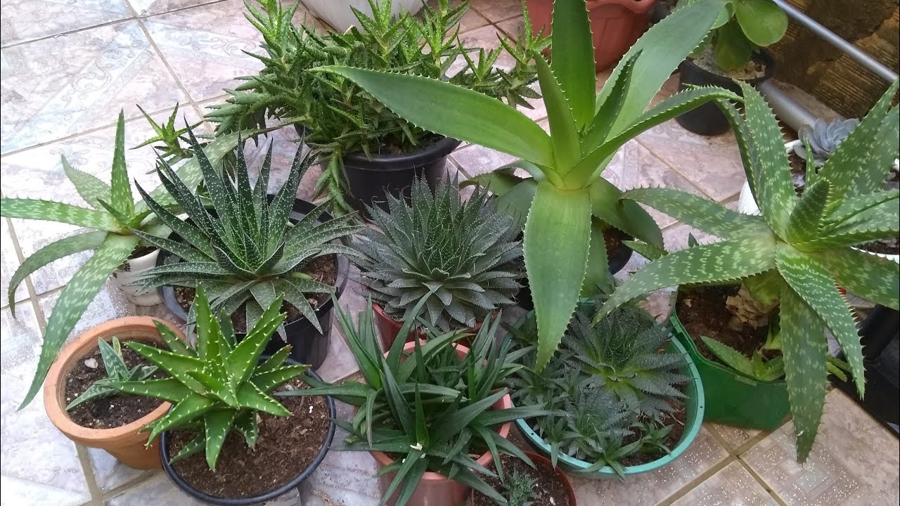 aloe aristata e outras espécies (falando um pouco sobre elas)