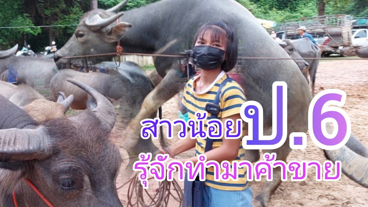 ราคาควายวันนี้ วันฝนตก 9 กรกฎาคม65 ตลาดนัดโค-กระบือ ห้วยฝ้ายพัฒนา อ.ตระการพืชผล จ.อุบล