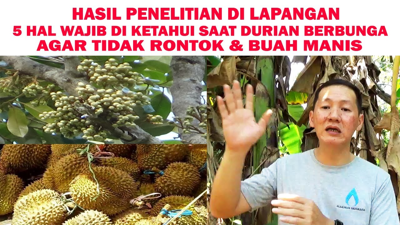Hasil Penelitian 5 Hal Wajib Di Ketahui Saat DURIAN Berbunga Agar Tidak Rontok  & Buah Anti Tawar